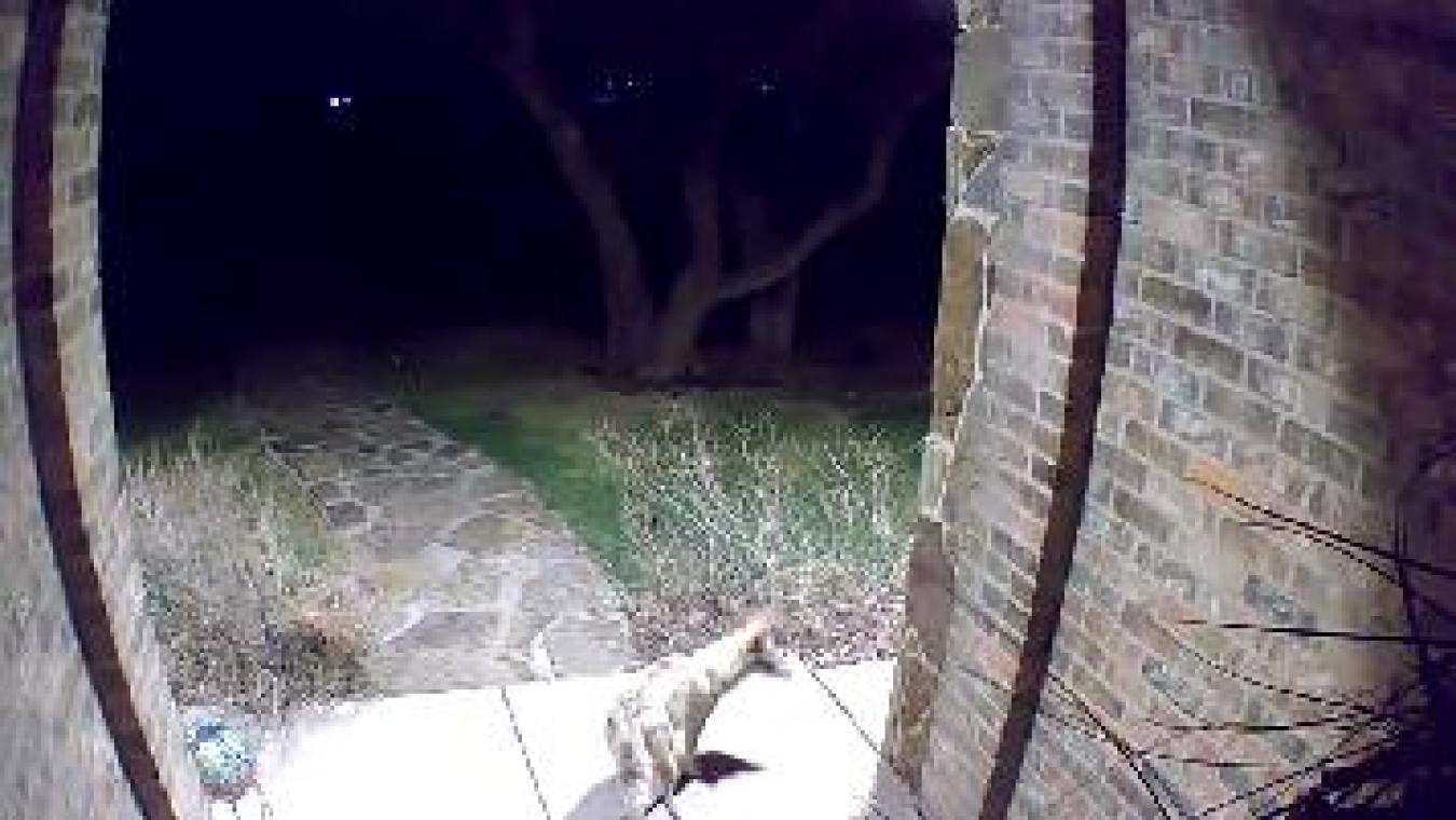 Coyote on Porch
