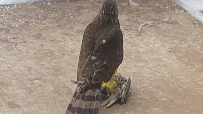 Hawk Holds Western Kingbird With It's Talon