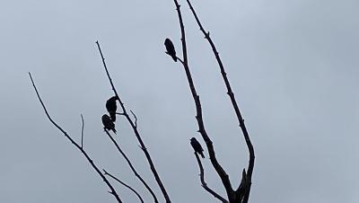 Ravens Against Sky